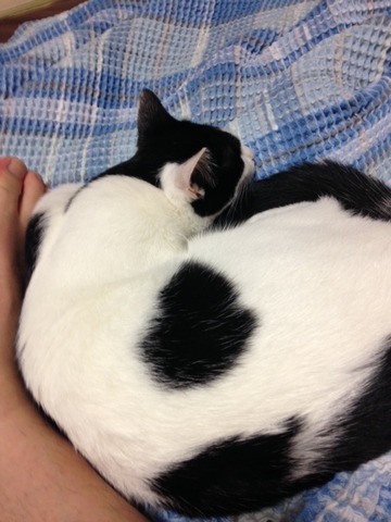 ねこ439