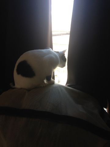 ねこ342