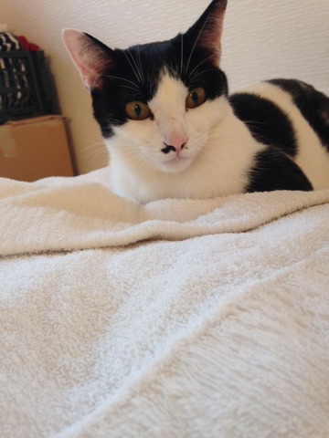 ねこ437