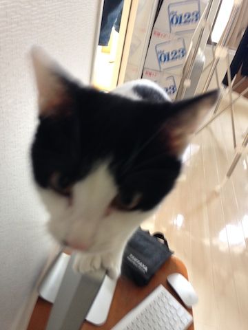 ねこ332