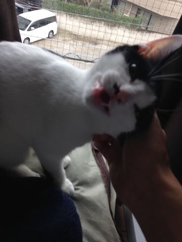 ねこ333