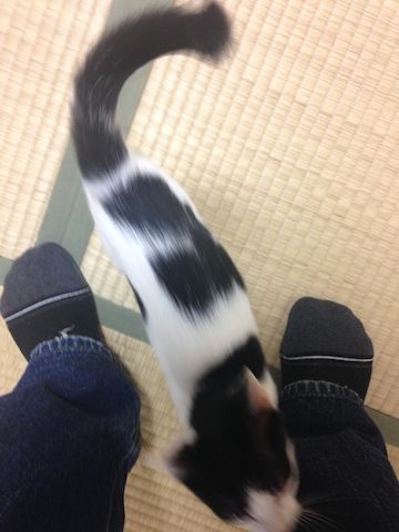ねこ266