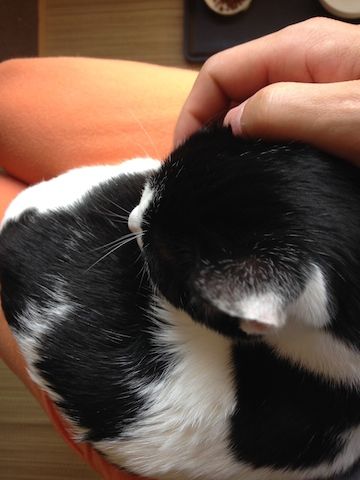 ねこ336