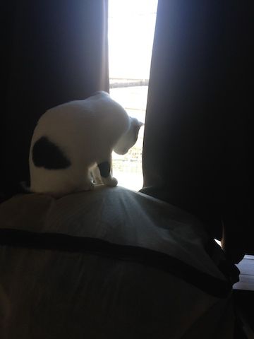 ねこ341