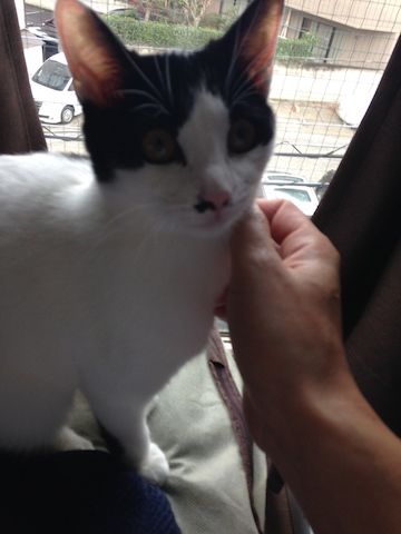 ねこ334