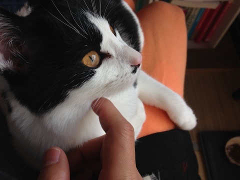 ねこ338