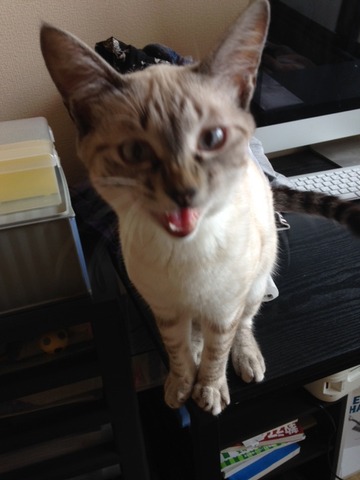 ねこ435