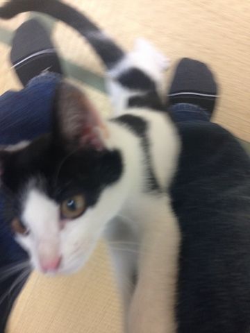 ねこ268