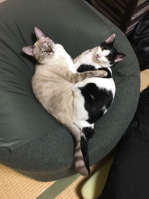 ねこ443