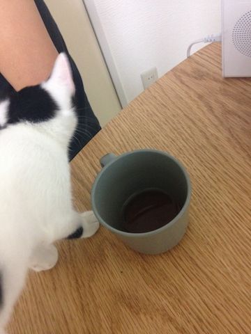 ねこ271
