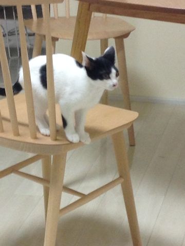 ねこ265