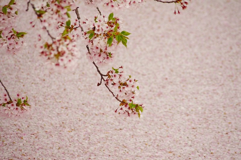 best-sakura