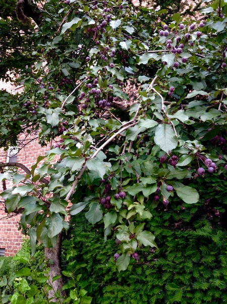 tree 1