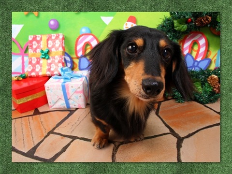 koa christmas