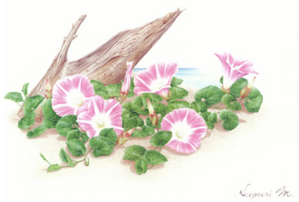 水彩画（ハマヒルガオの咲く海） 水彩画（ハマヒルガオの咲く海）