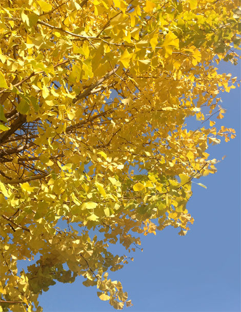 icho