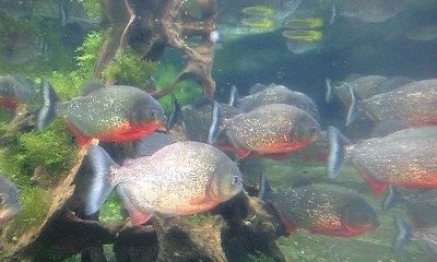 PA0_0080