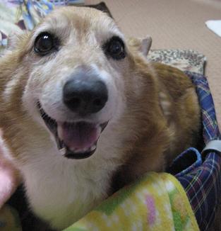 マコ大好き