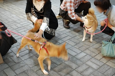 さくらちゃんと小桃ちゃん登場!!