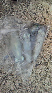 201510081455000