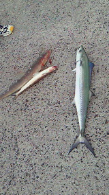 b0305cf7.jpg