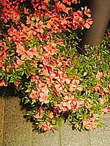 dd997278.jpg