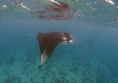 manta