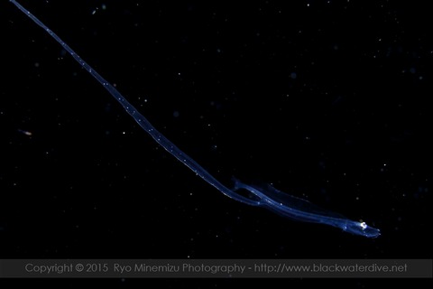 _MG_0653