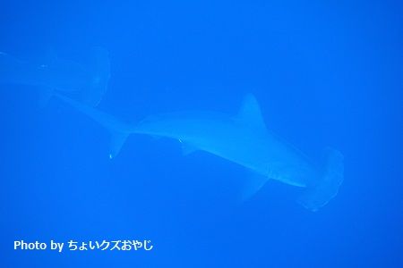 DSC03648