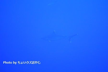 DSC03534