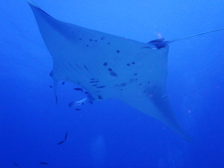 manta2