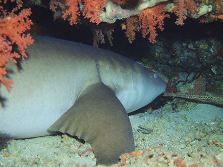 nurseshark
