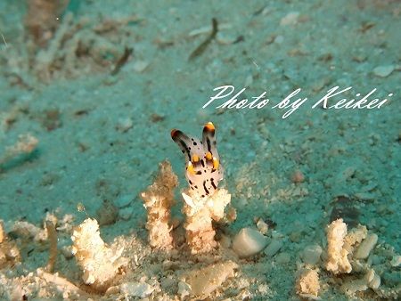 Head. kei
