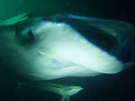 P4181143