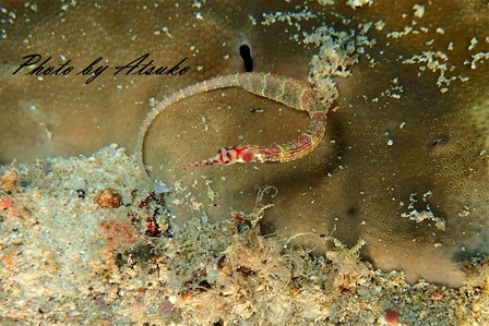 PB260847 A