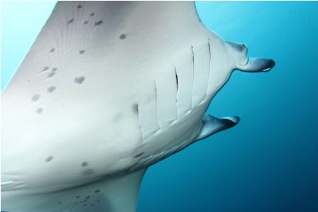 mihara manta