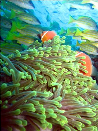 yuriko anemnefish