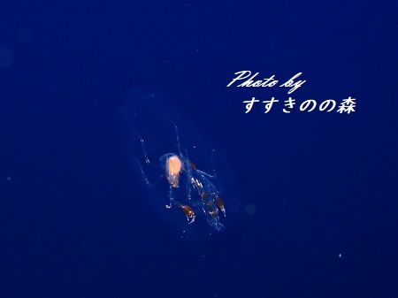 タルマワシ