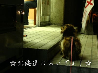 ほか弁の前で弁当をねだるインディー