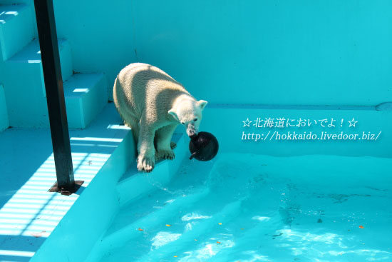 ホッキョクグマのイコロ