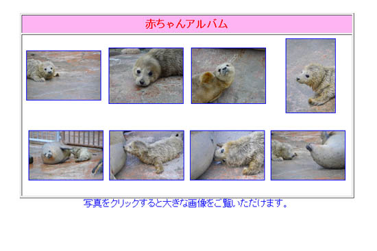 おたる水族館 ゴマフアザラシの赤ちゃん誕生