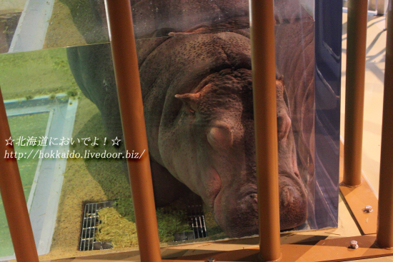 旭山動物園の「かば館」