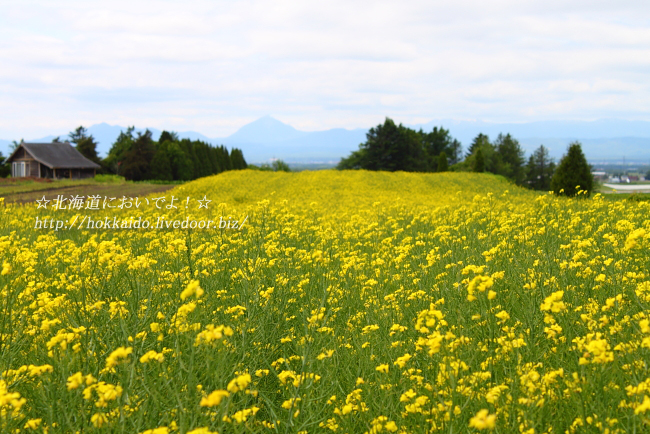 2015年6月7日 花茶の菜の花
