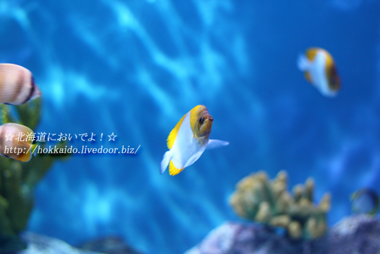2013年4月21日(日)小樽水族館