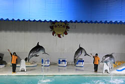 おたる水族館 イルカのショー