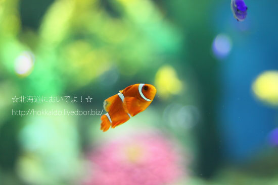 おたる水族館の魚たち