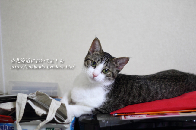 2014年9月11日(木)ハッピーの様子