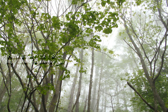 穴滝へ続く登山道