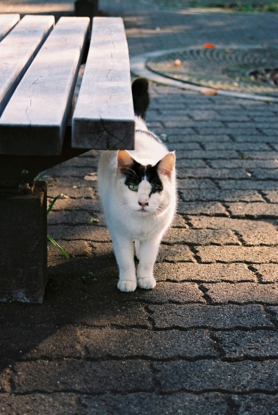 koenneko