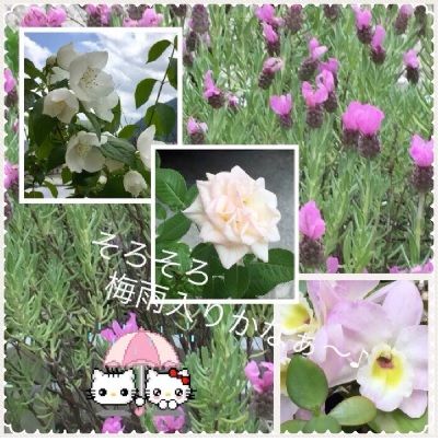 梅雨入り前の花~